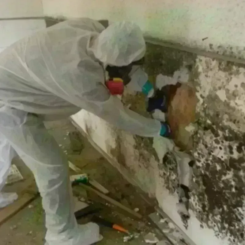 Mold Remediation and Removal in Northcliff, TX